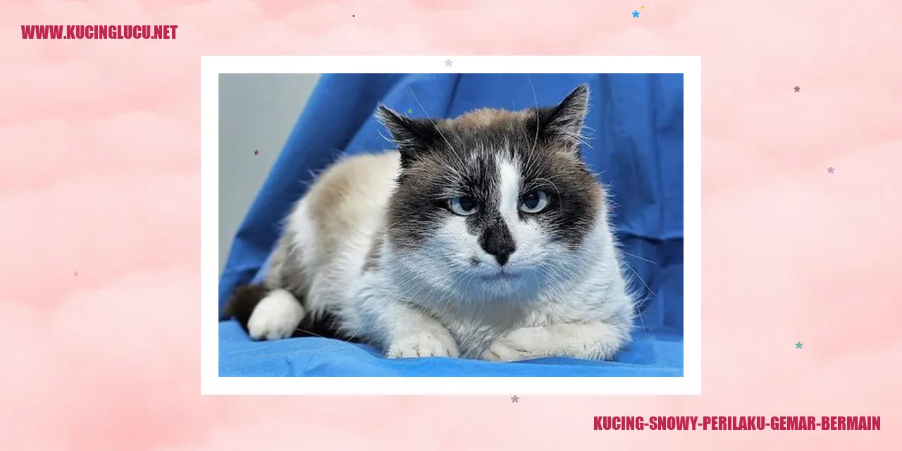 Kucing Snowy - Sikap bermain yang aktif