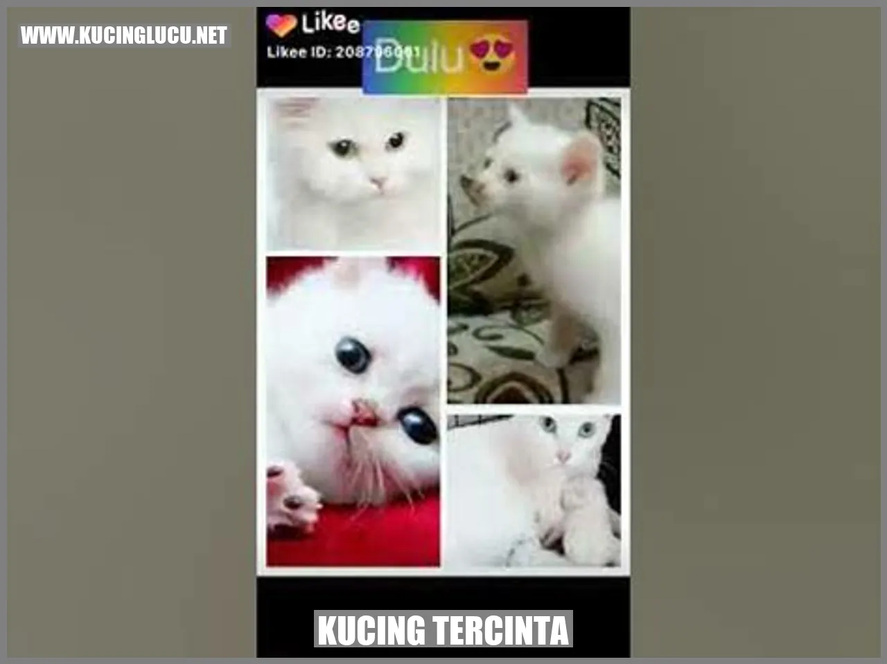 Gambar Kucing