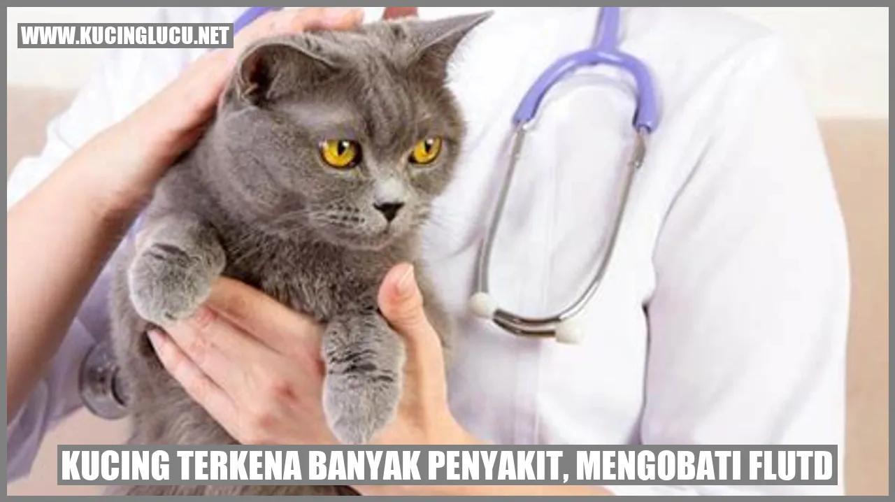 Gambar Kucing
