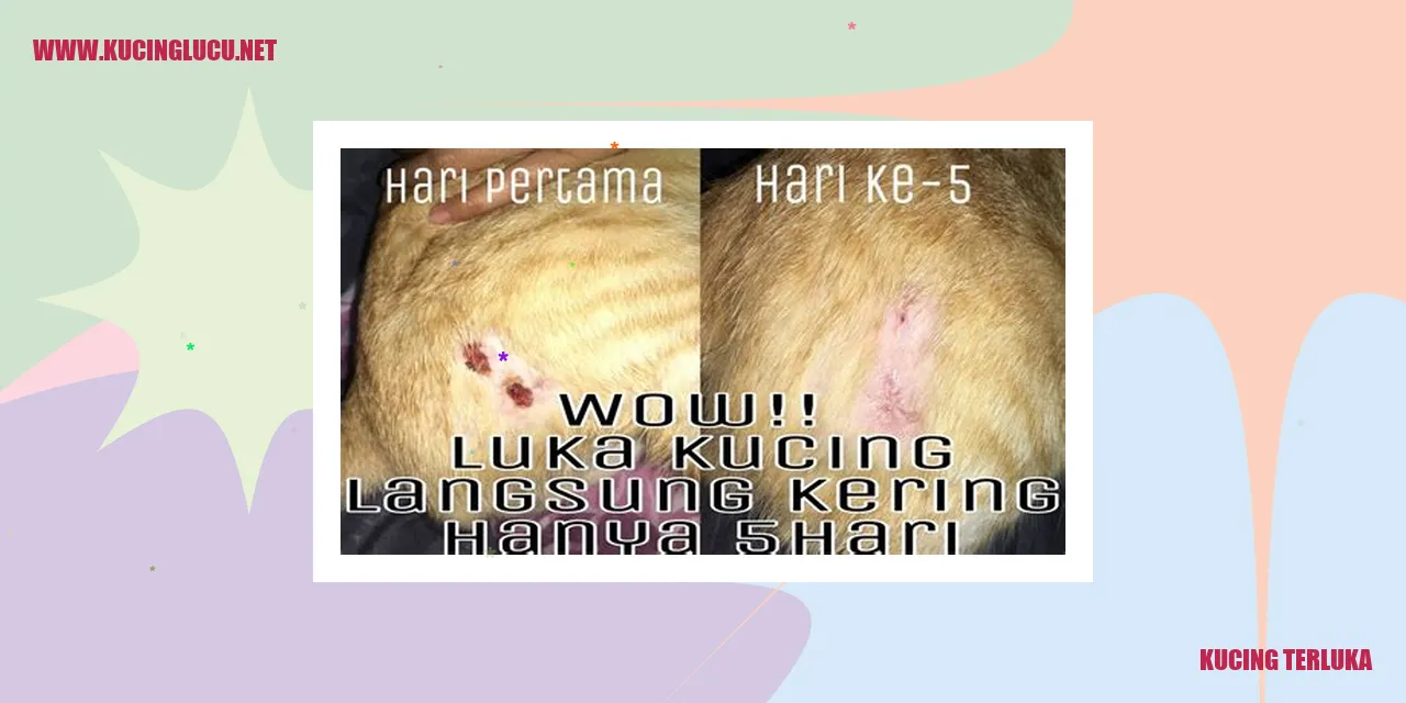 Kucing