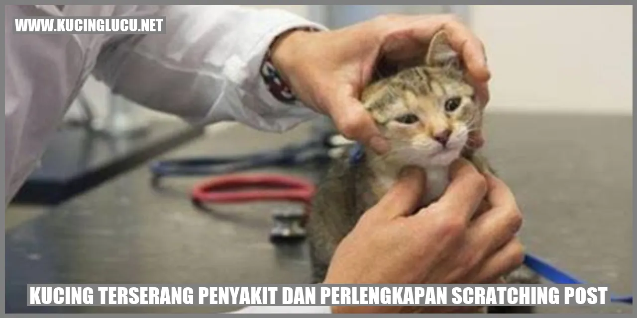 kucing sakit