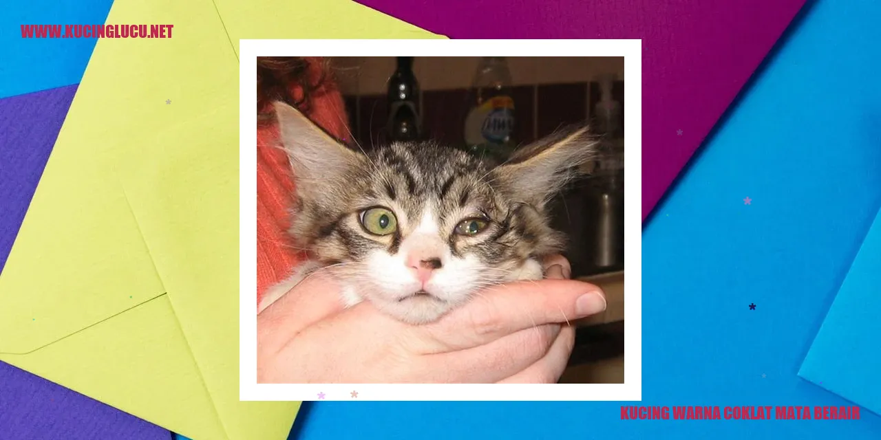 Kucing warna coklat mata berair