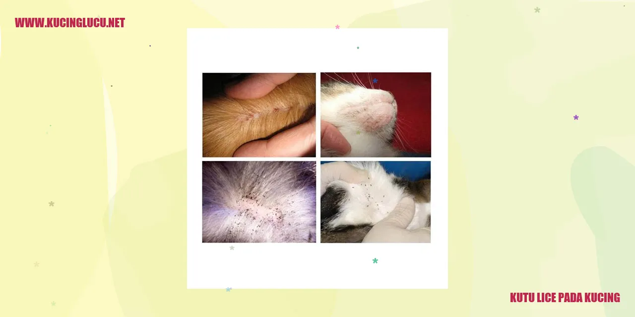 Perilaku Kucing Terkena Kutu Lice