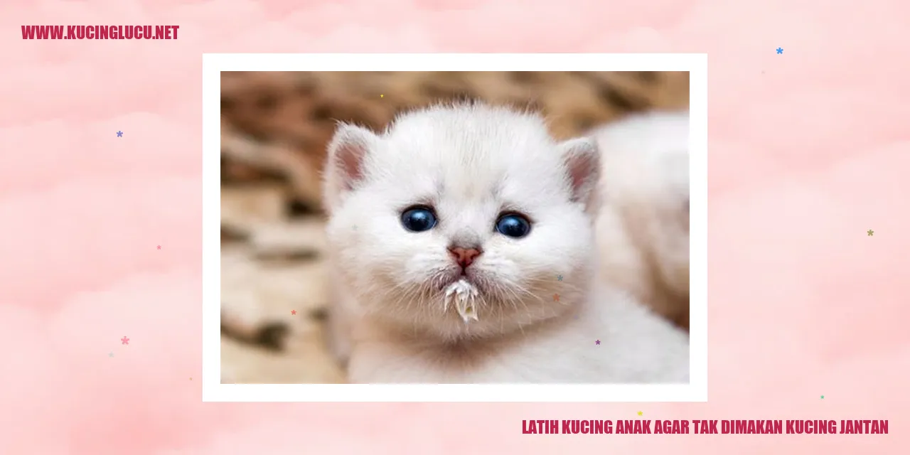 Gambar Kucing