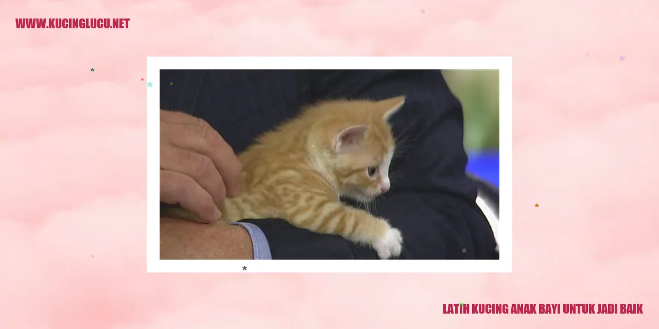 Gambar Kucing Anak Bayi