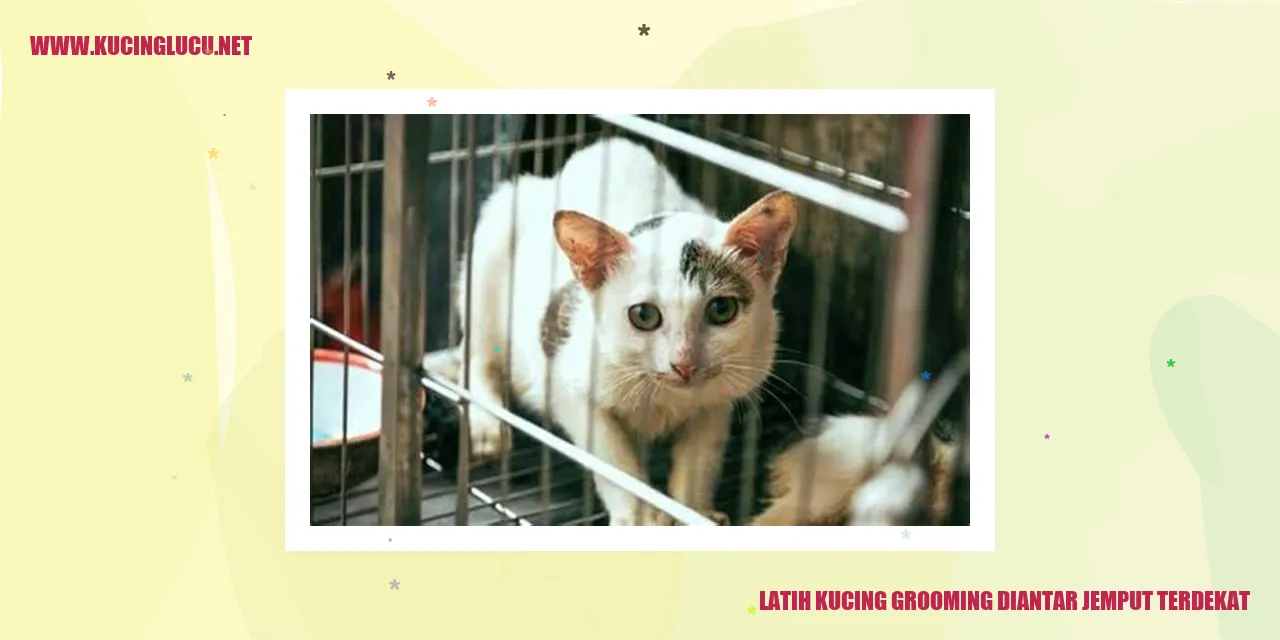 latih kucing grooming diantar jemput terdekat