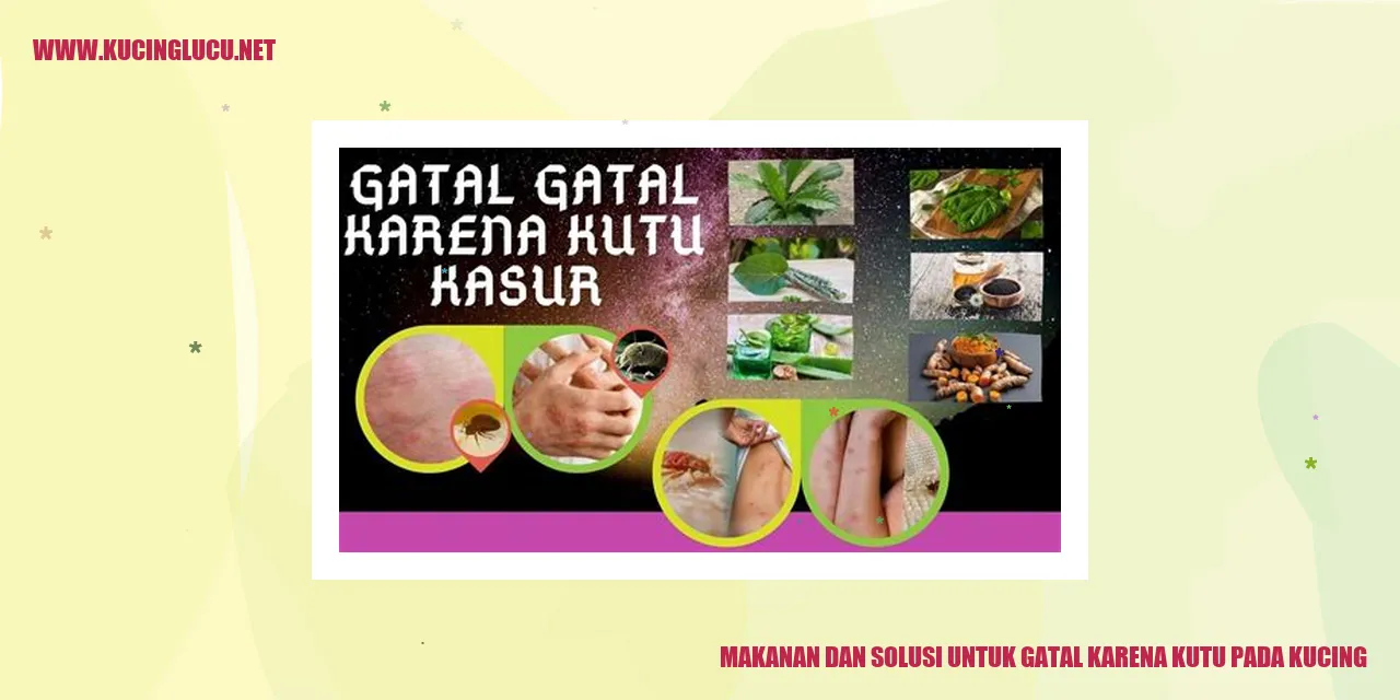 Makanan dan Solusi untuk Gatal karena Kutu pada Kucing