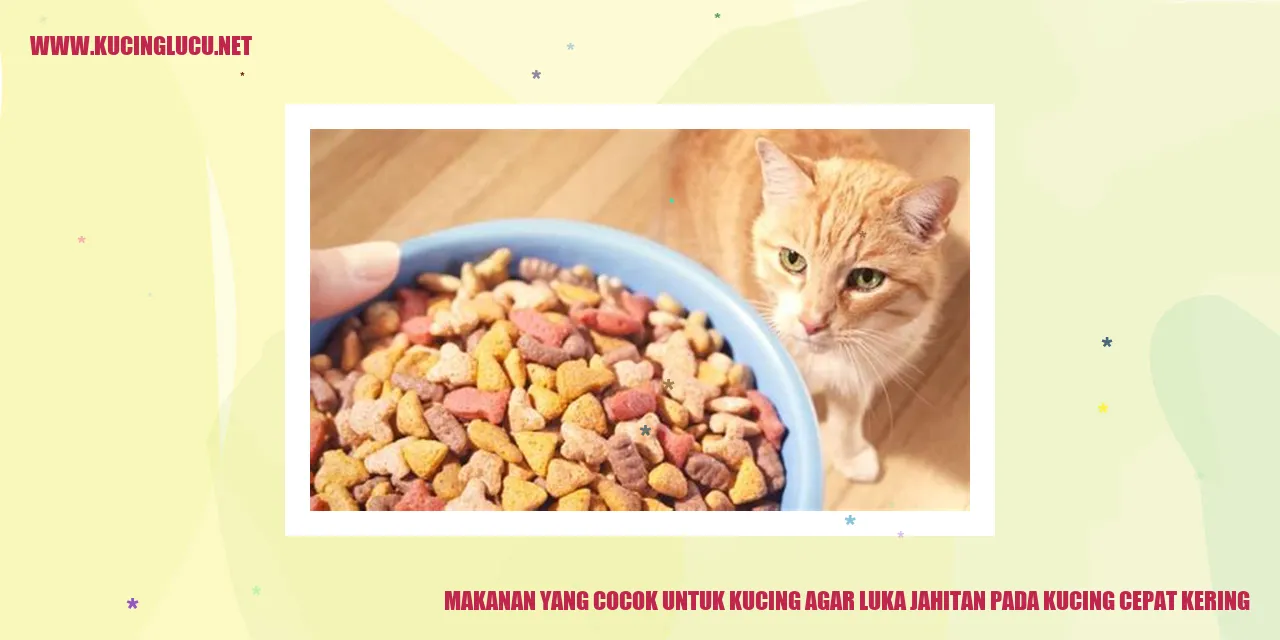 Makanan untuk Mempercepat Penyembuhan Luka Jahitan pada Kucing