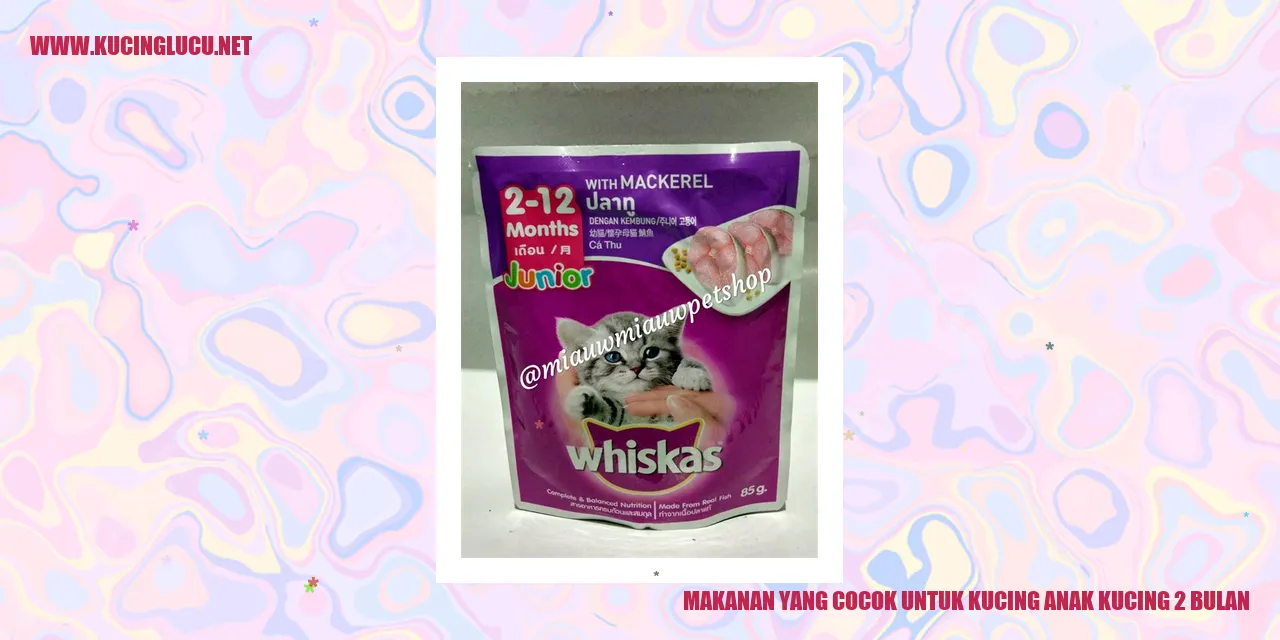 Gambar Anak Kucing
