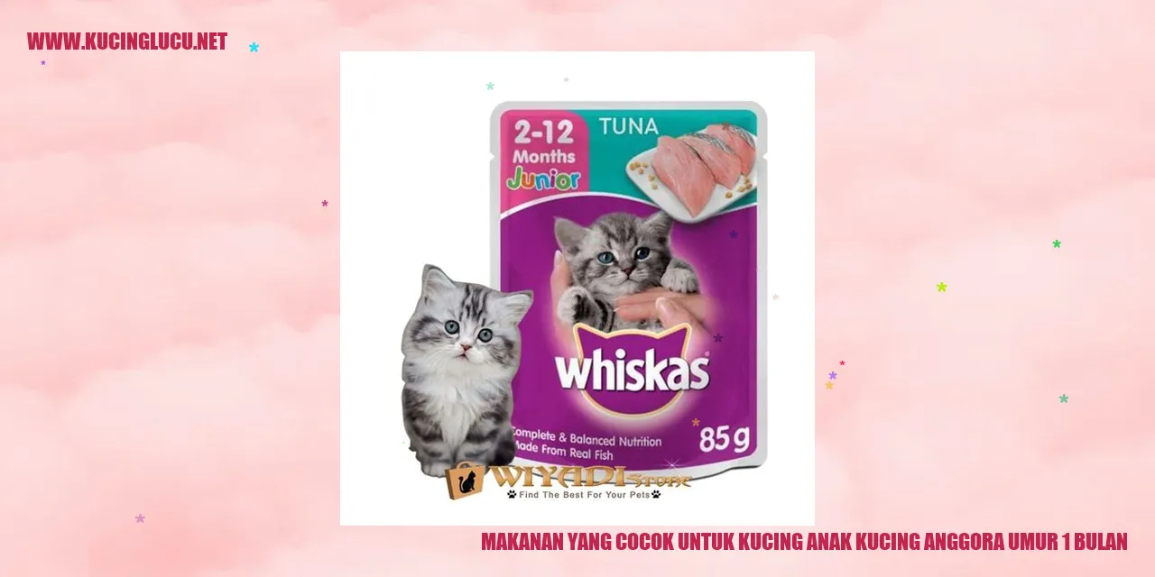 Gambar Kucing Anggora Usia 1 Bulan
