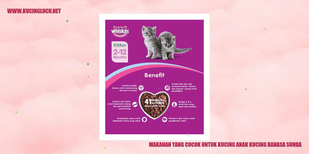 gambar anak kucing makan