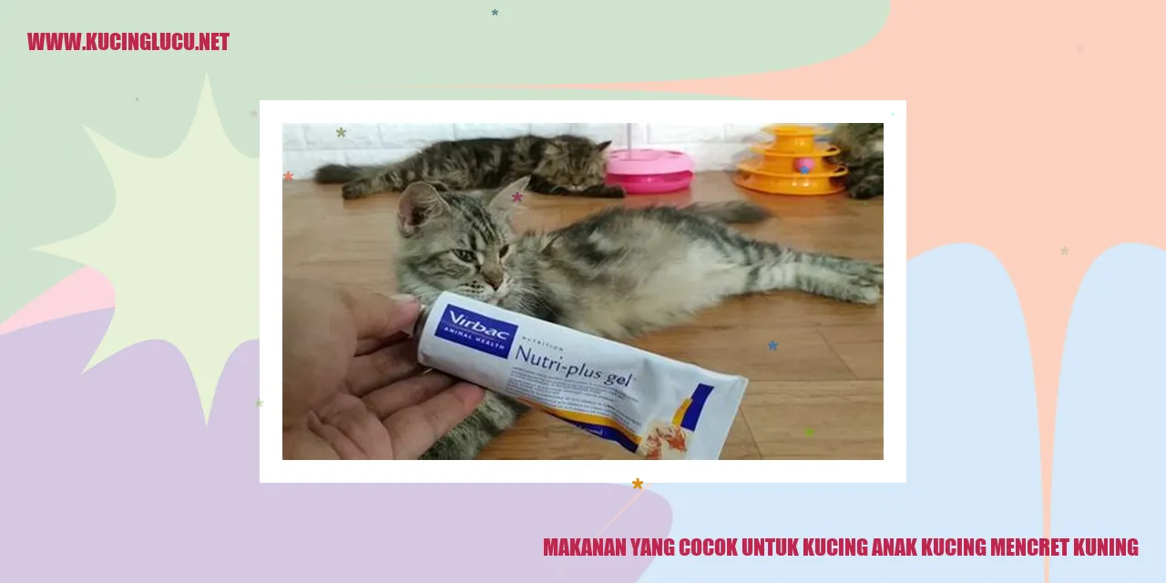 Gambar Makanan untuk Kucing