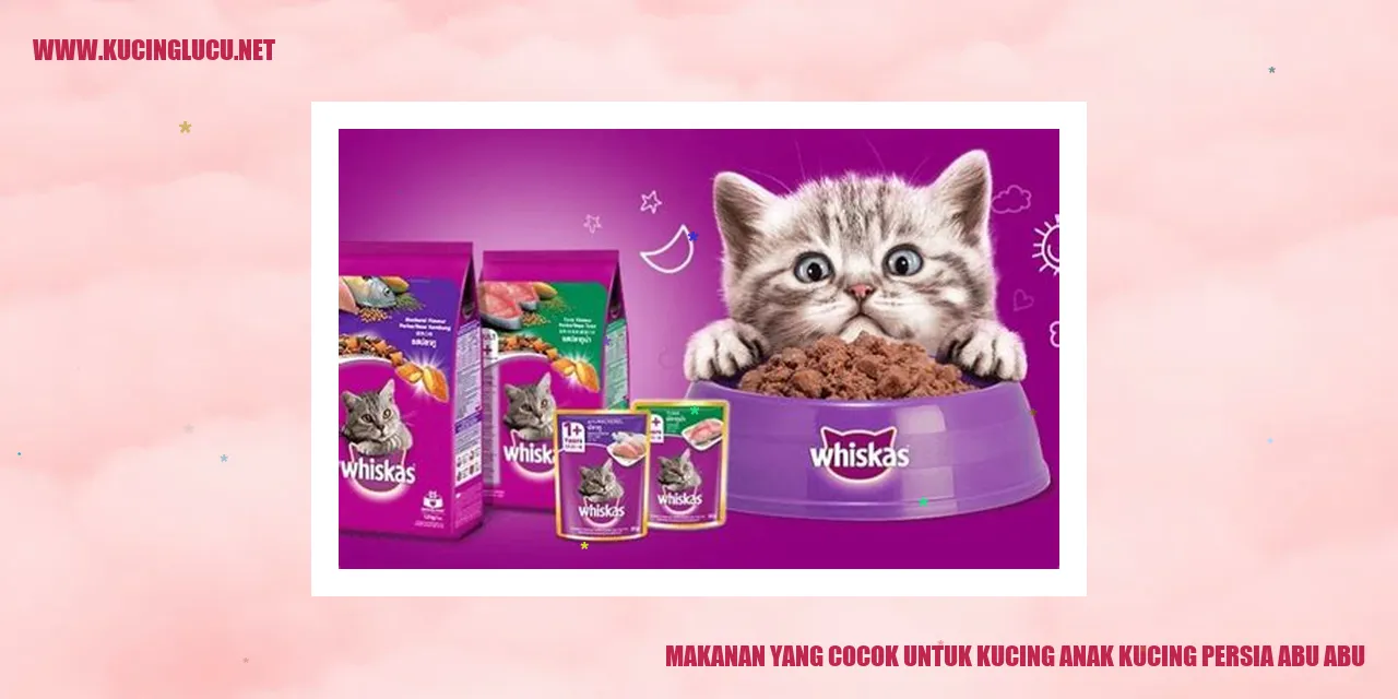 Gambar balita kucing persia Abu-abu