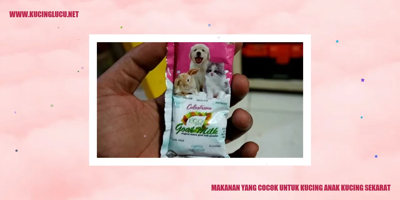 Makanan yang Tepat untuk Kucing Anak yang Berada dalam Kondisi Kritis