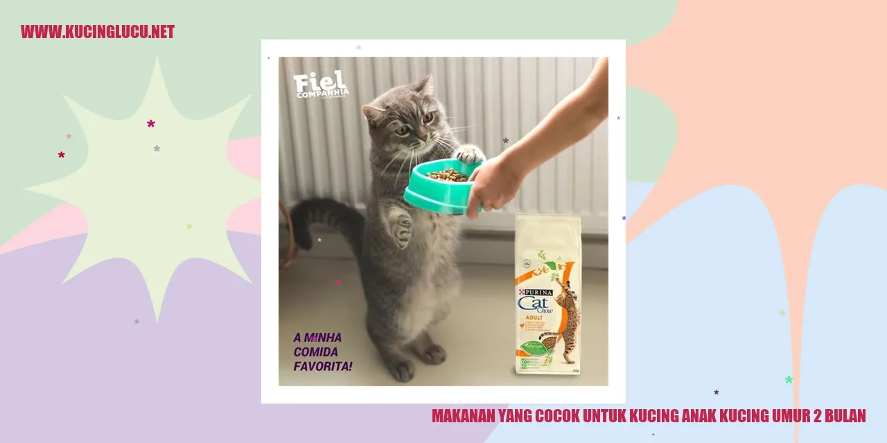 Kucing Anak Kucing Umur 2 Bulan