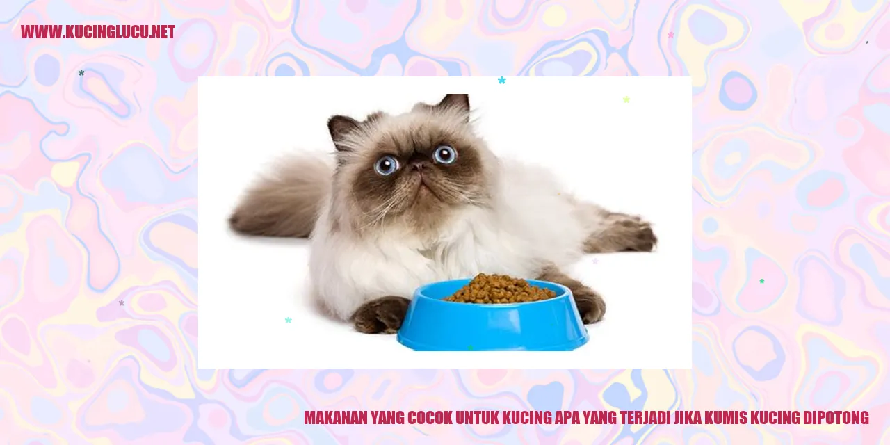Makanan yang Cocok untuk Kucing