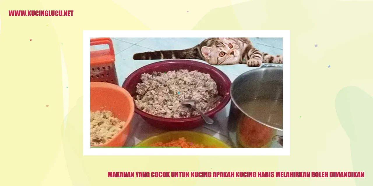 Makanan yang Cocok untuk Kucing