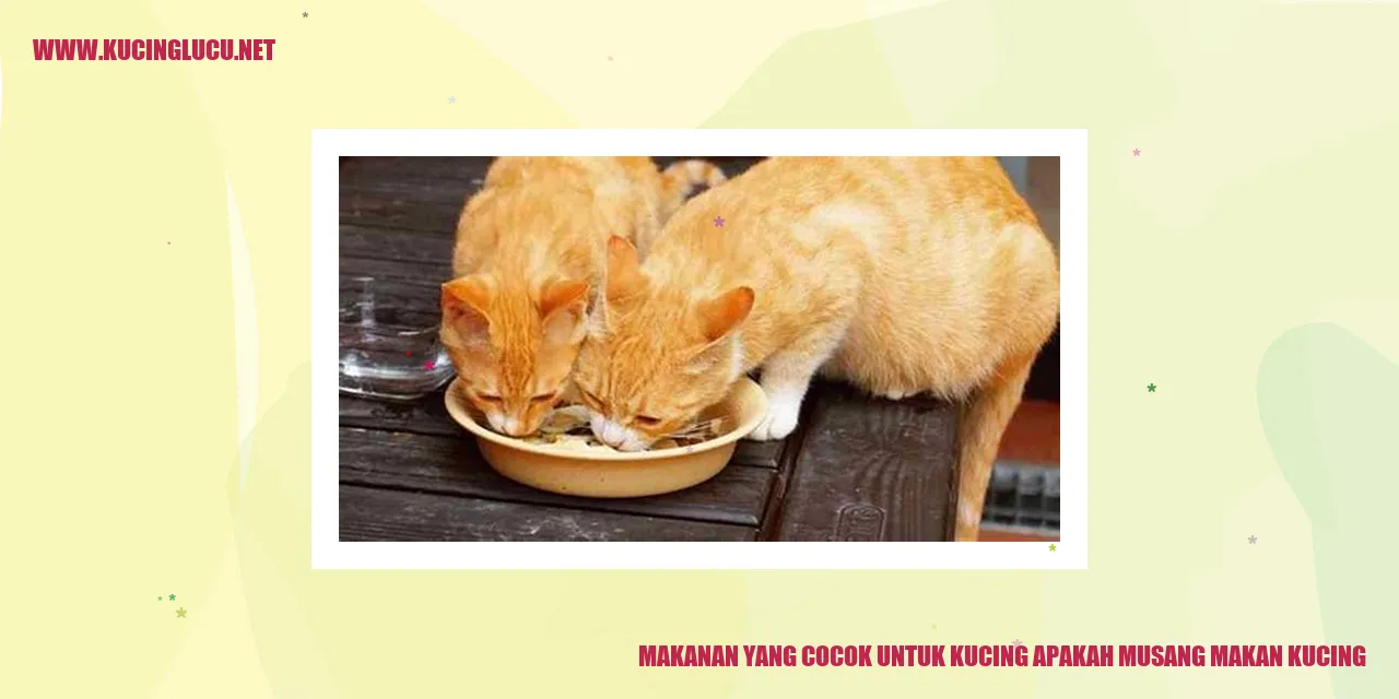 Gambar Kucing dan Musang