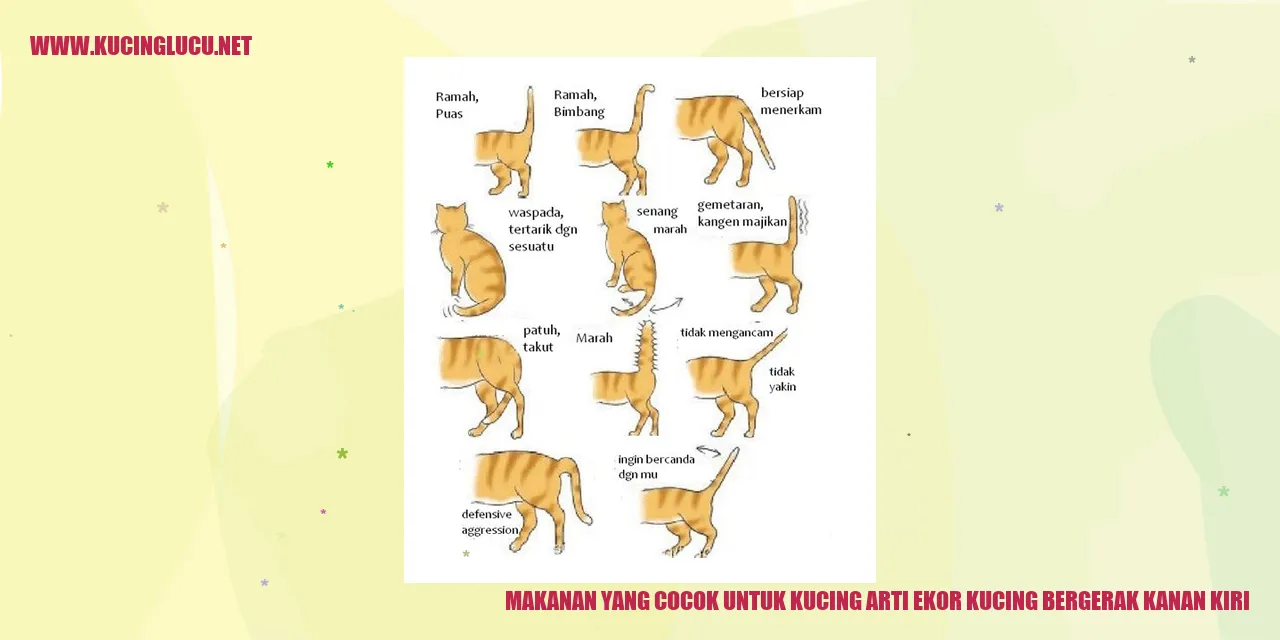 gambar kucing