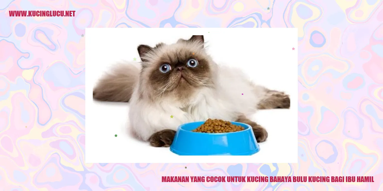 gambar kucing yang cocok untuk kucing