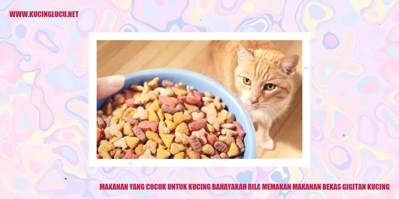 Makanan yang Cocok untuk Kucing