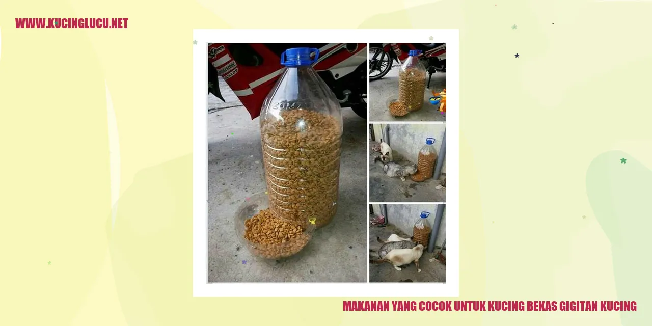 Gambar kucing sedang makan