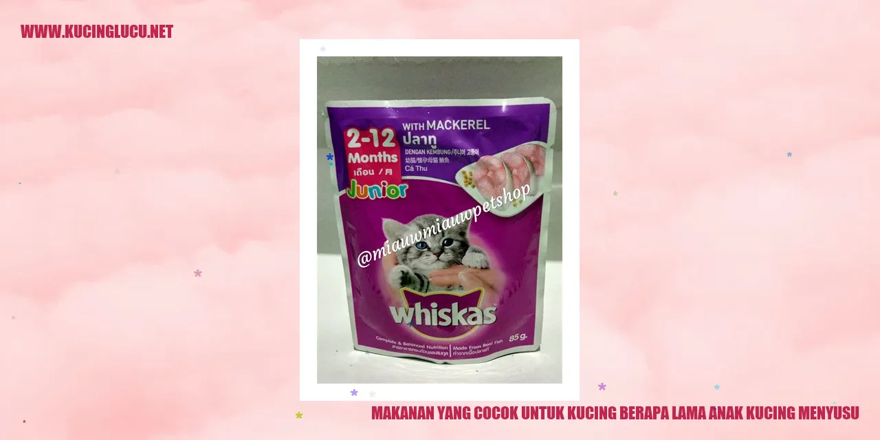 Anak Kucing Menyusu