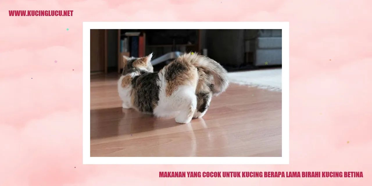 Kucing Makanan