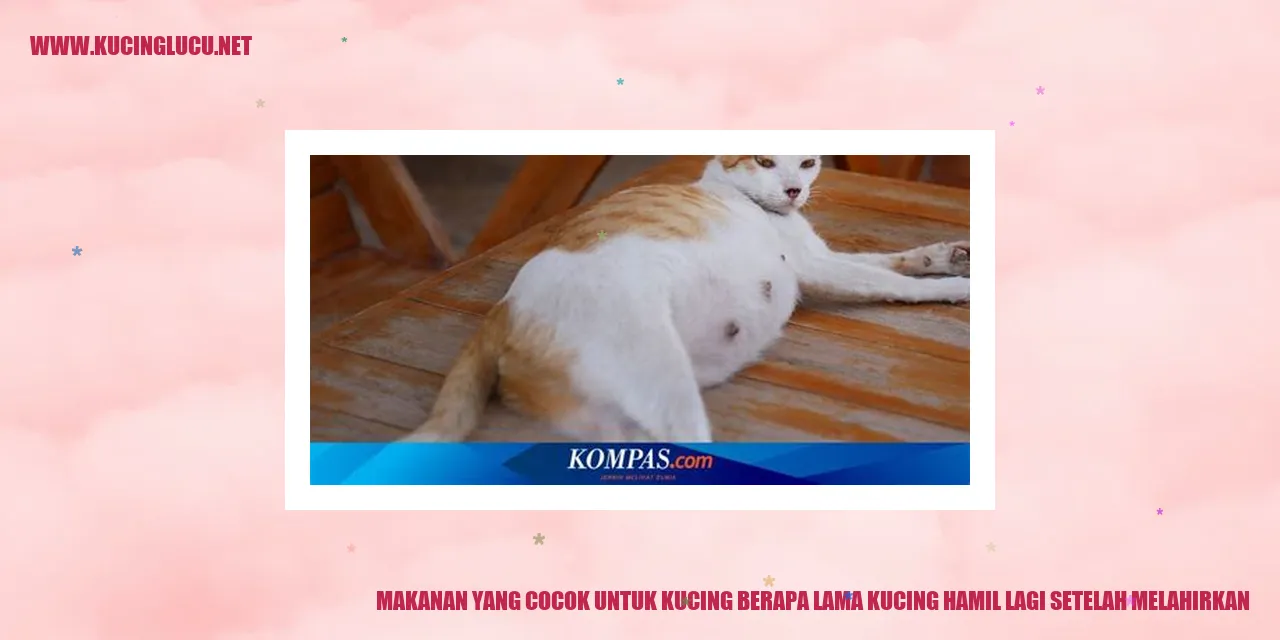 Makanan yang Cocok untuk Kucing berapa lama kucing hamil lagi setelah melahirkan
