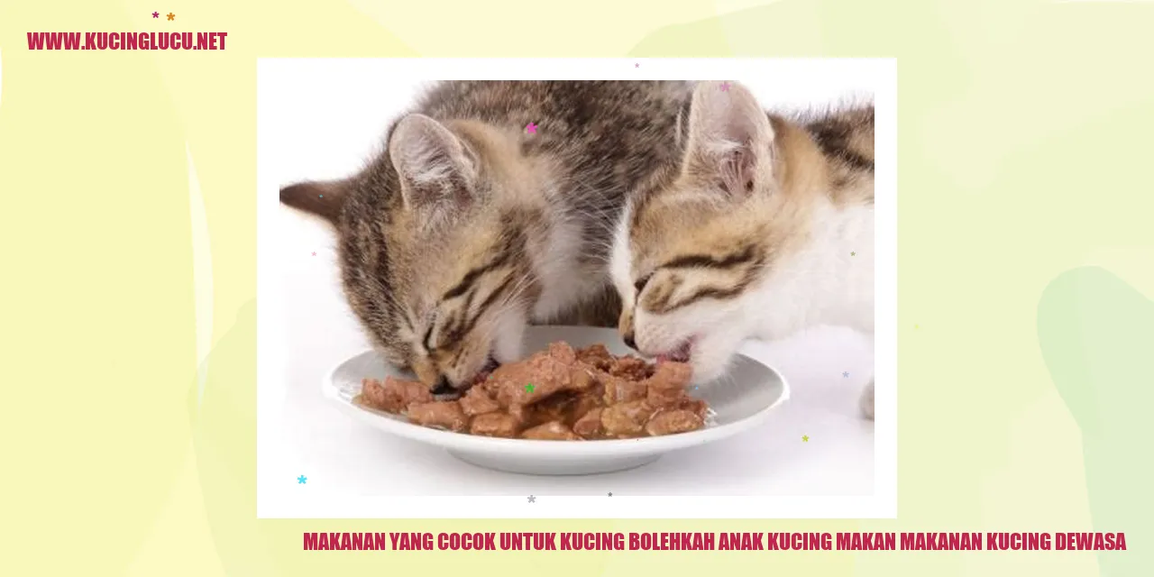 Makanan yang Cocok untuk Kucing
