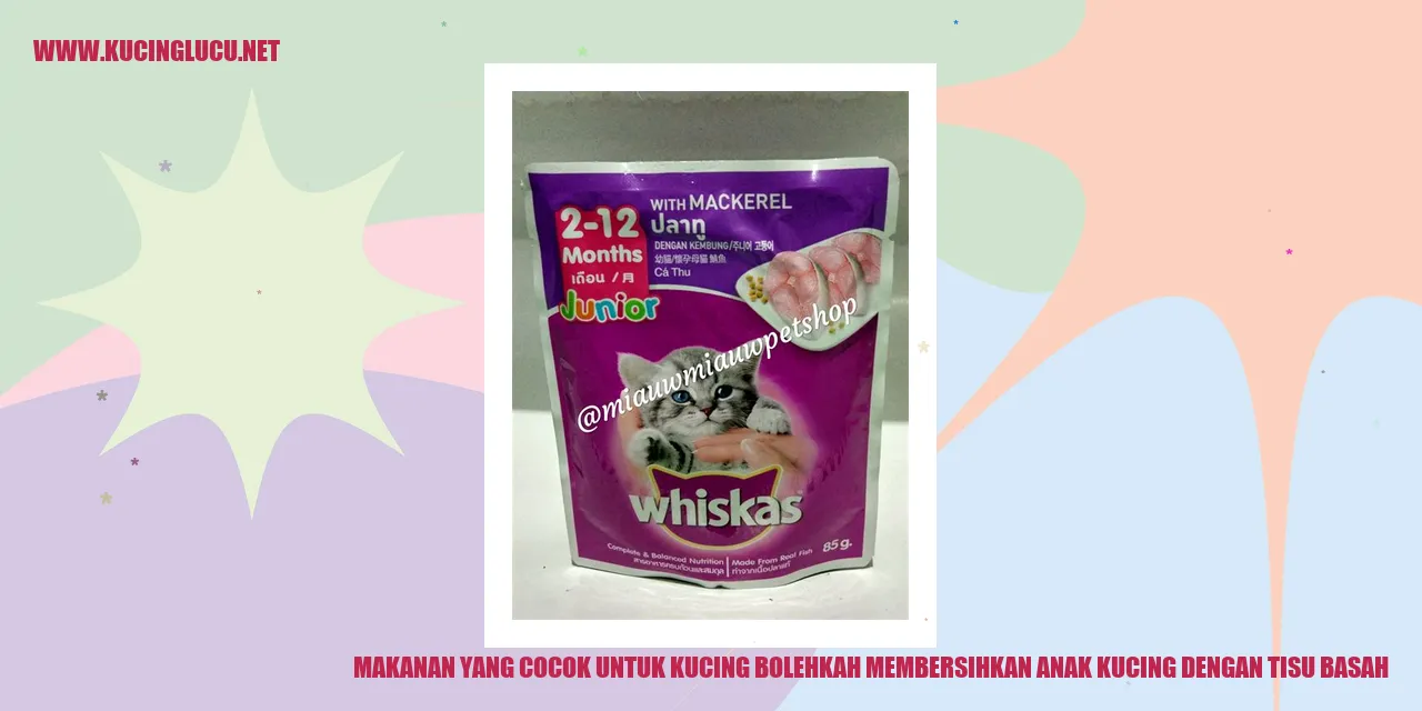 Gambar Kucing