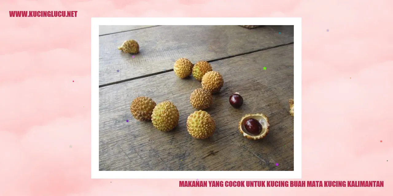 Buah mata kucing kalimantan