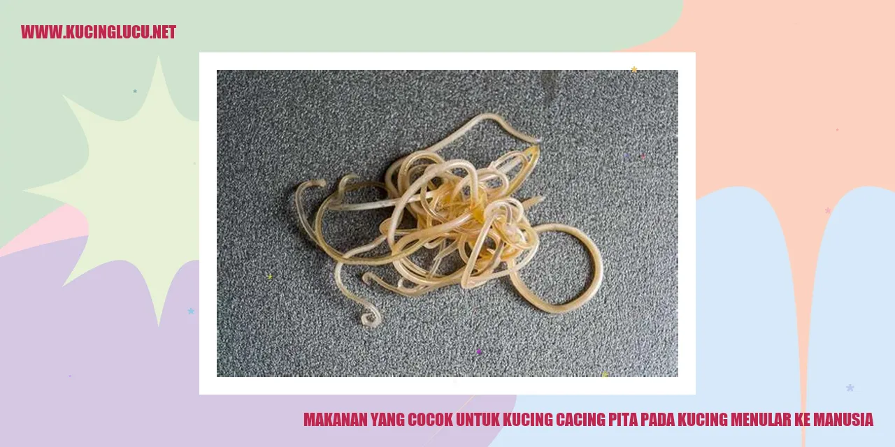 Makanan yang Cocok untuk Kucing cacing pita pada kucing menular ke manusia