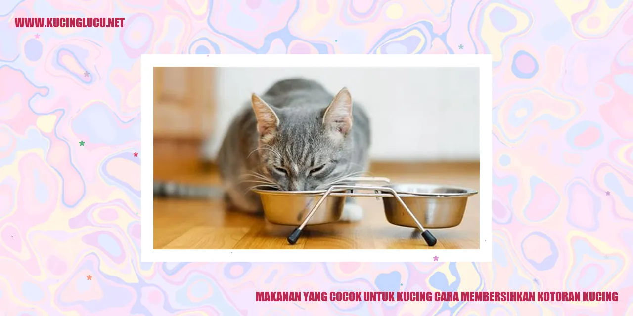 Makanan Ceqok Untuk Kucing