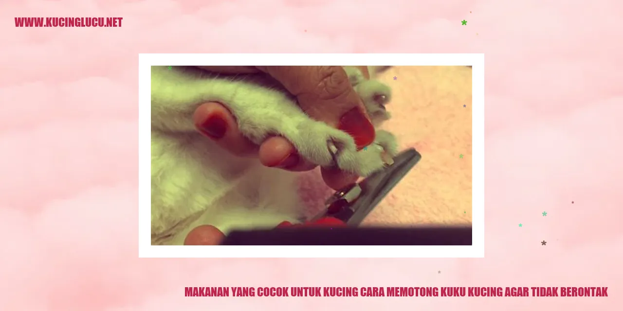 Gambar kucing