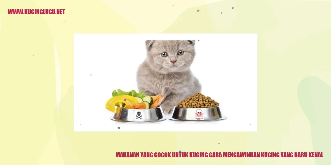 gambar kocing