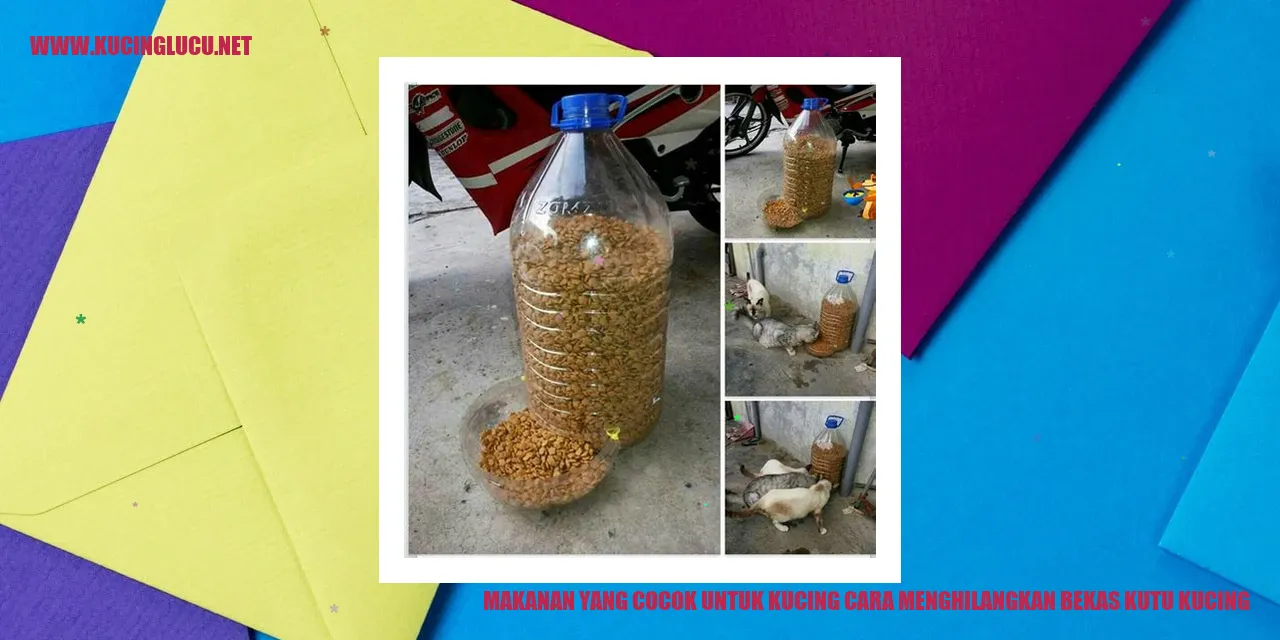 Makanan yang Cocok untuk Kucing