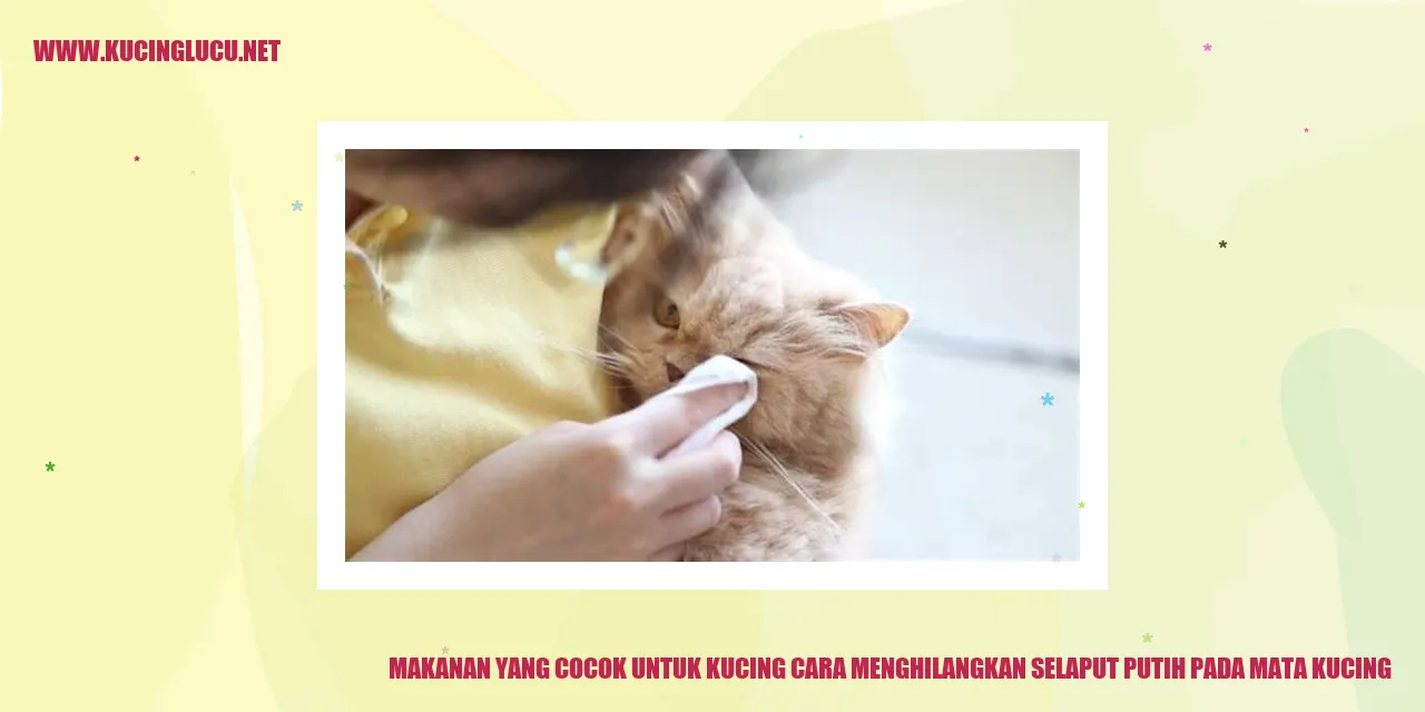 gambar kucing