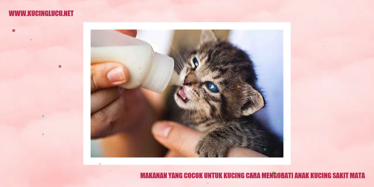 Gambar anak kucing yang sedang makan