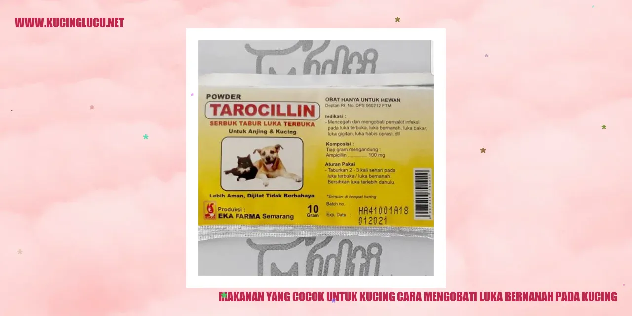 Makanan yang Cocok untuk Kucing dan Cara Mengatasi Luka Bernanah pada Kucing