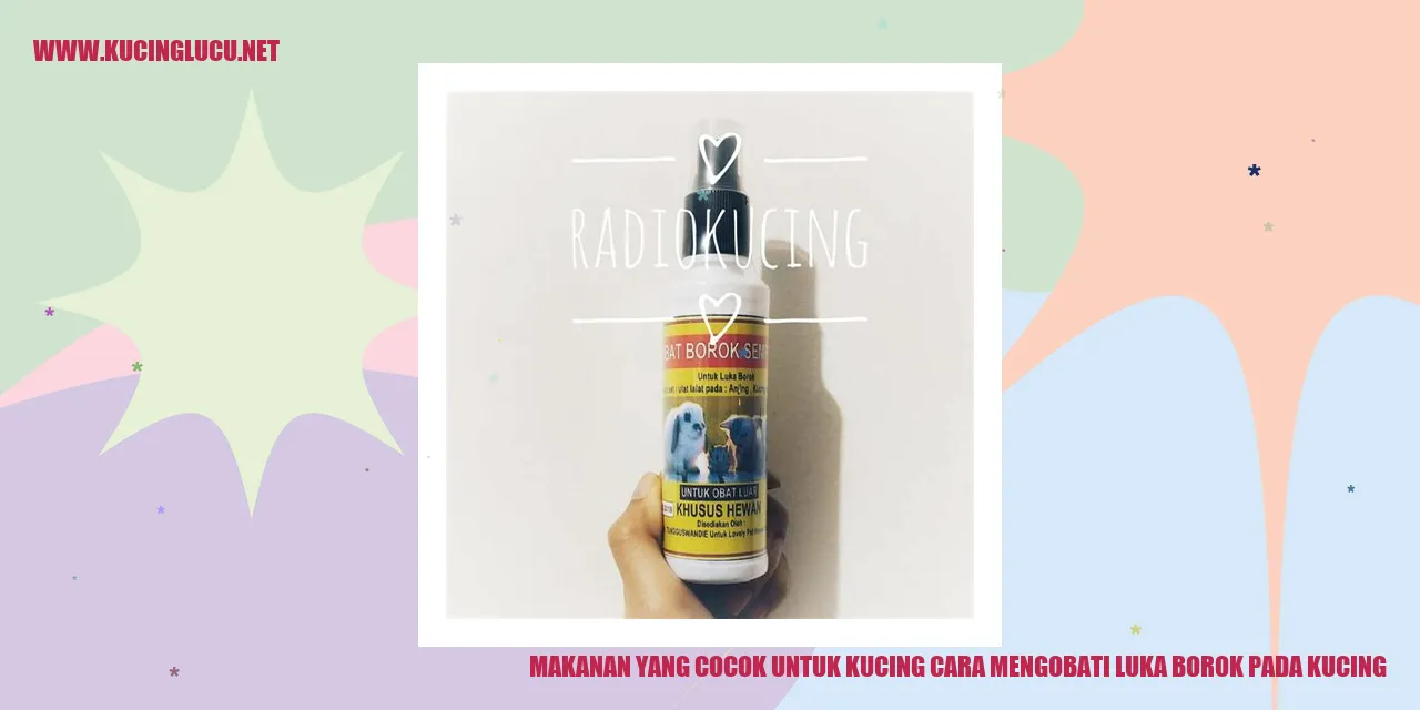 Makanan yang Cocok untuk Kucing cara mengobati luka borok pada kucing