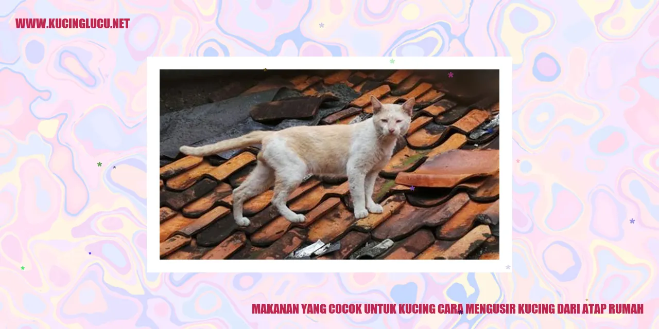 Kucing
