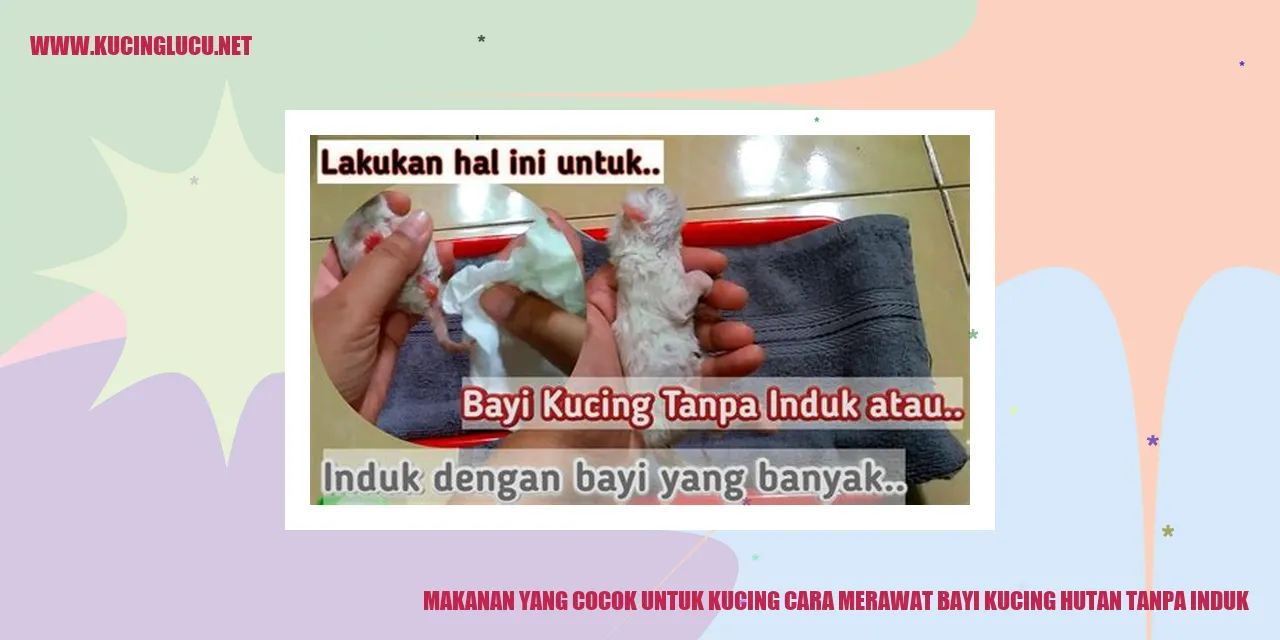 Makanan yang Cocok untuk Kucing