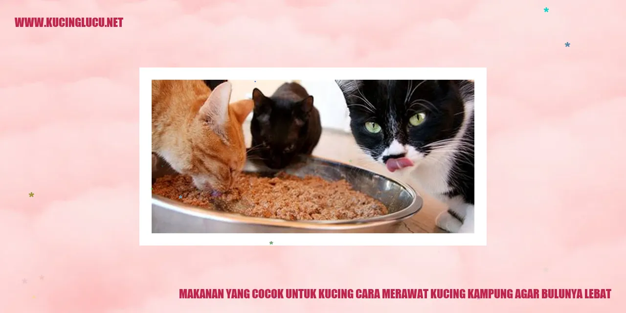 Kucing dengan bulu lebat
