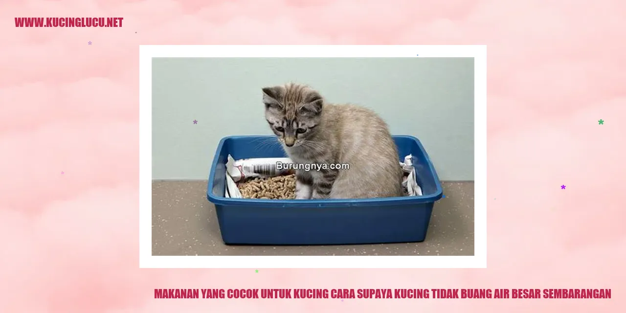 Makanan yang Cocok untuk Kucing