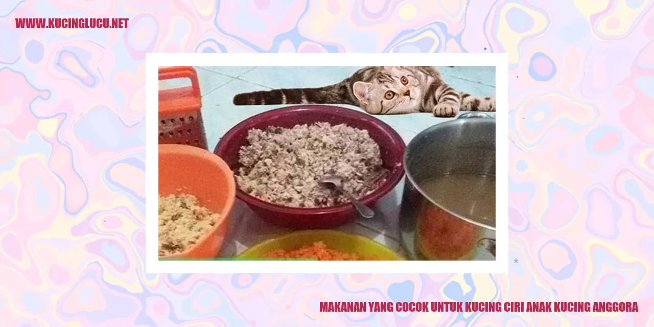 Kucing anggora