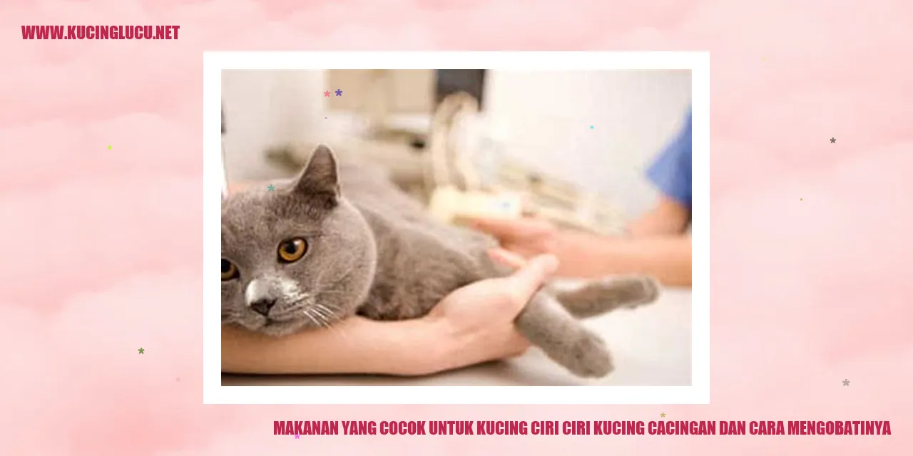 Makanan yang Tepat untuk Kucing Anda