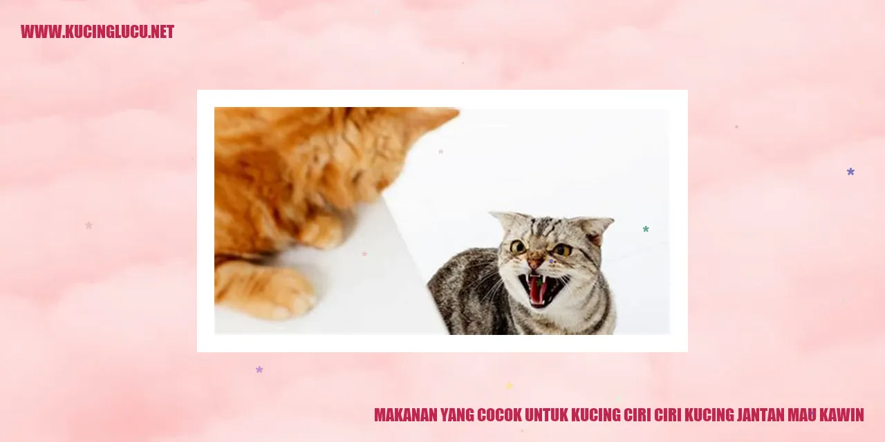 gambar makanan kucing