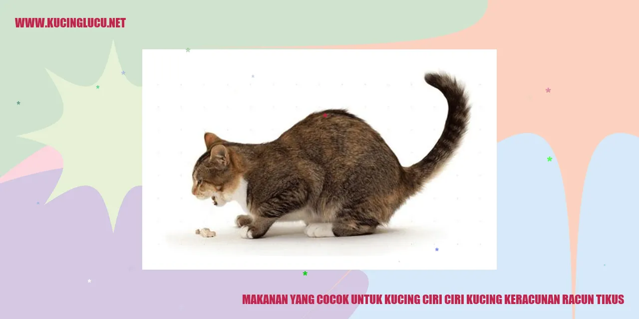 gambar makanan kucing