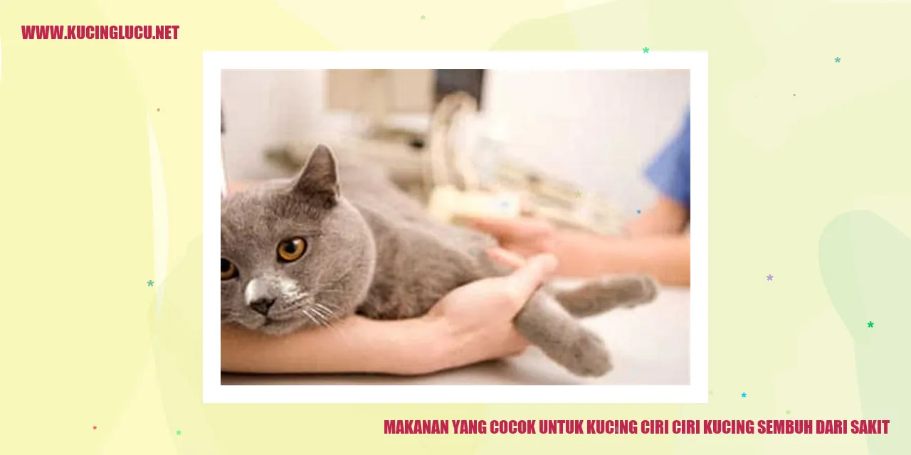 Gambar makanan sehat untuk kucing